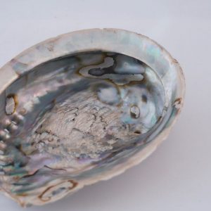 Coquile d'Ormeaun Naturelle XL 16-18 cm