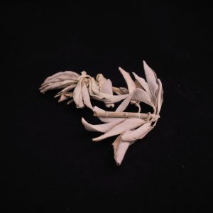 Sachet de Sauge Blanche Californie Feuilles - 25g