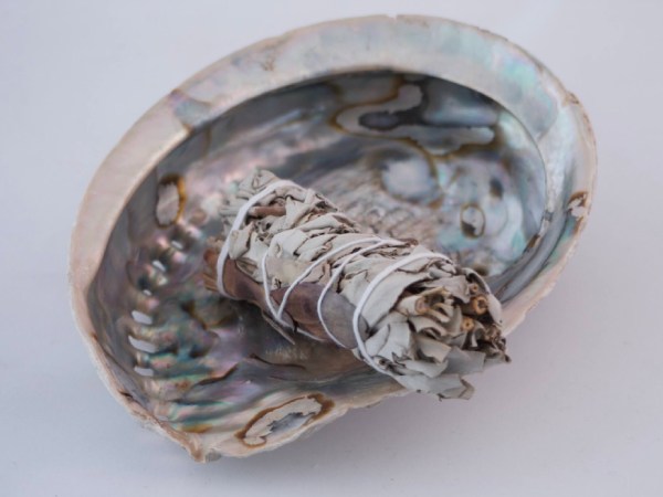 Abalone sur fond blanc avec un baton de sauge à l'intérieur